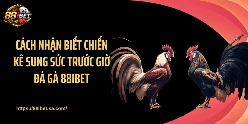 Cách nhận biết chiến kê sung sức trước giờ đá gà 88IBET