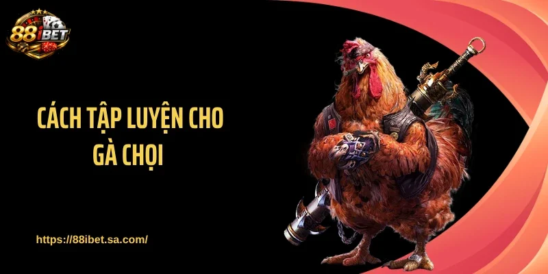 Cách Tập Luyện Cho Gà Chọi - Chiến Kê Sung Mãnh, Lỳ Đòn