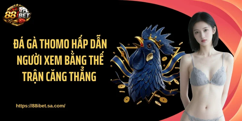 Đá gà Thomo hấp dẫn người xem bằng thế trận căng thẳng